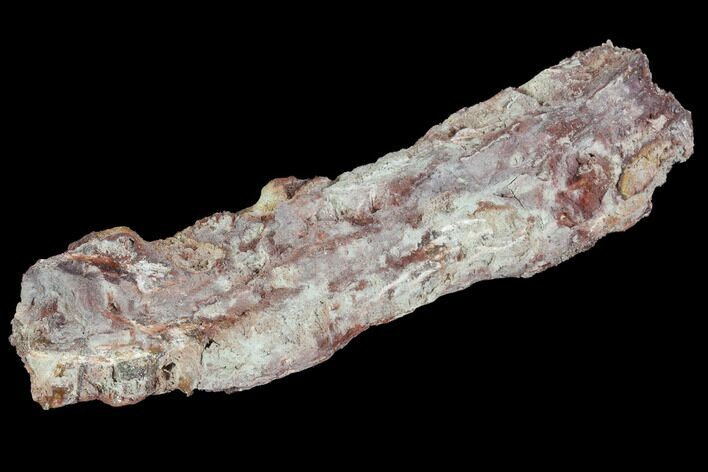 Devonian Petrified Wood (Callixylon) Section - Oldest True Wood #91785